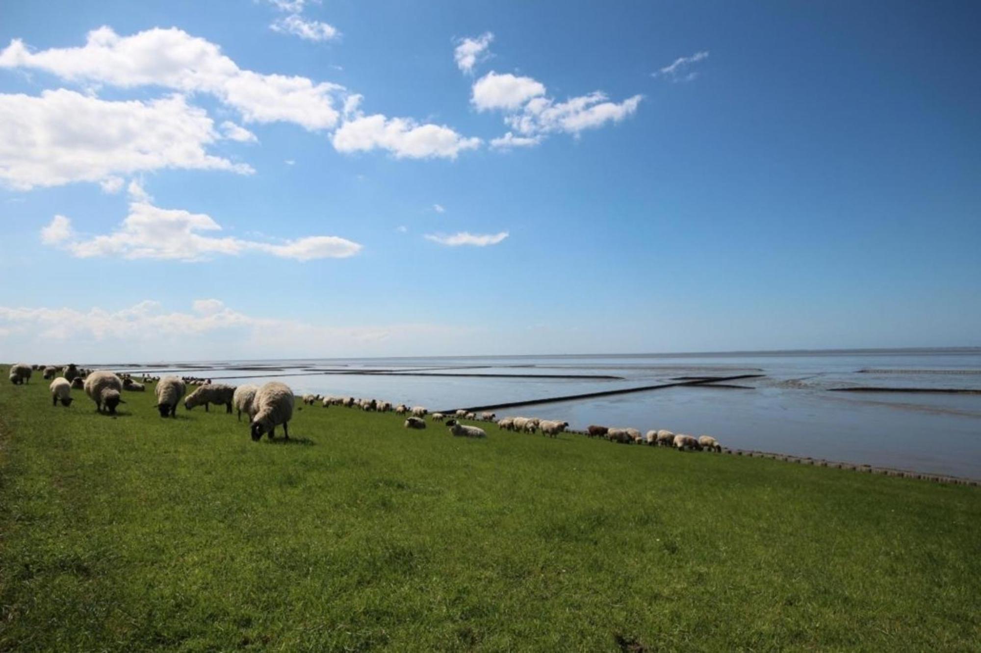 Kleine Nordseewelle Ohne Hund นอร์เดน ภายนอก รูปภาพ